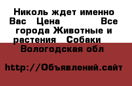Николь ждет именно Вас › Цена ­ 25 000 - Все города Животные и растения » Собаки   . Вологодская обл.